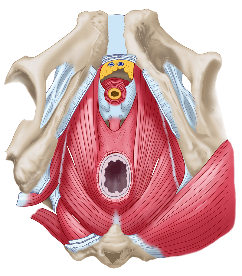 pelvis